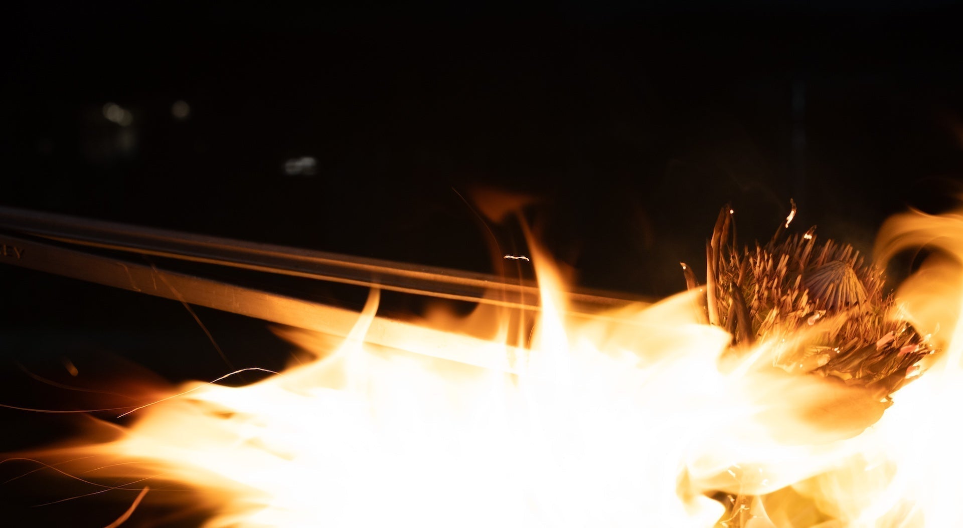 Fire and the Protea's Life Story