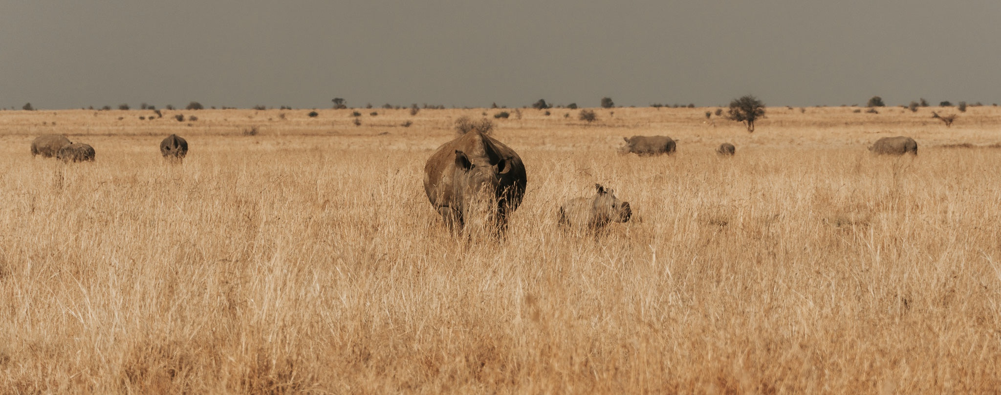 Sharing the Fire: Donkey Long Tong and Rhino Rewild