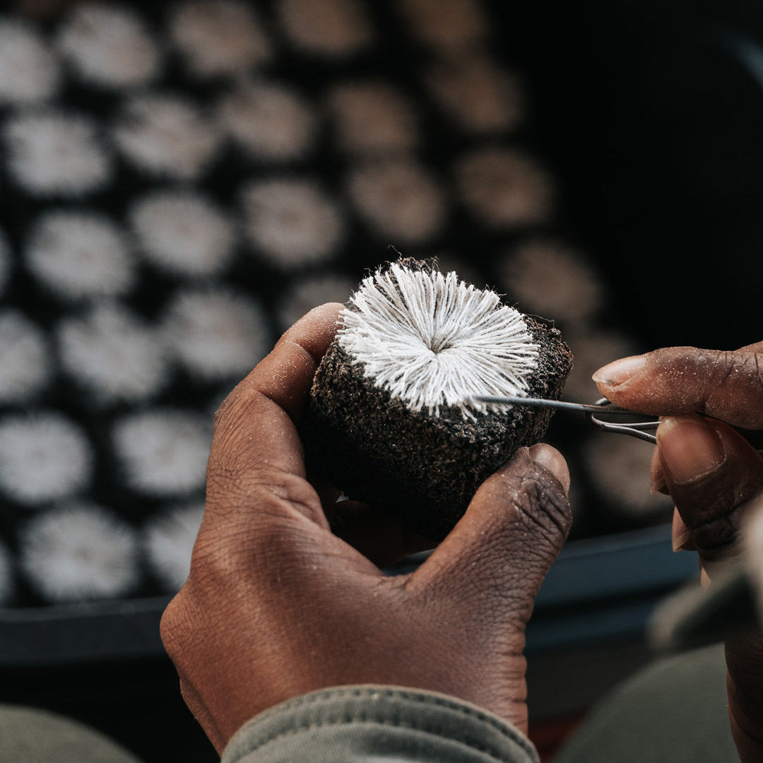 Auction Ticket &amp; Box of Rhino Lights