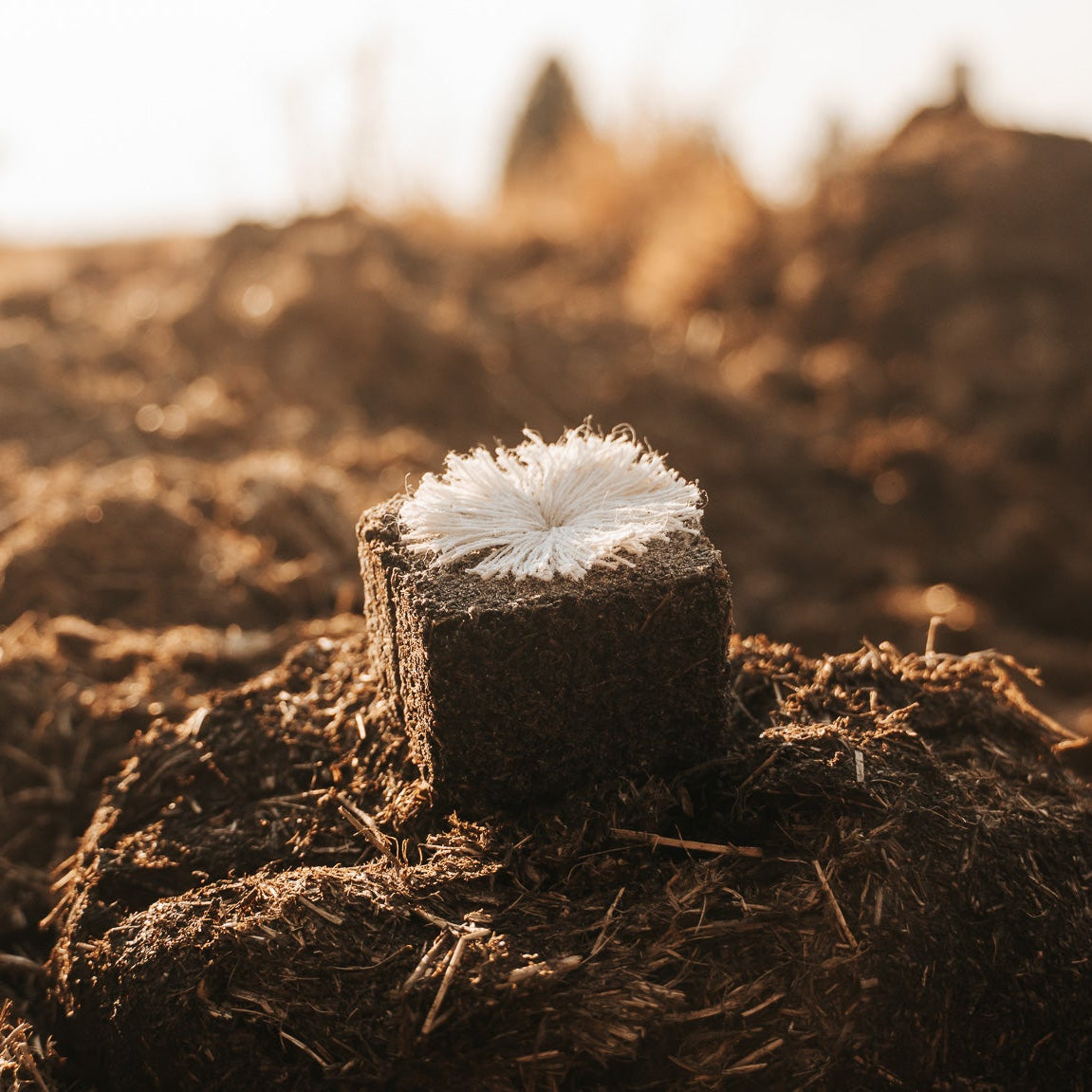 Auction Ticket &amp; Box of Rhino Lights