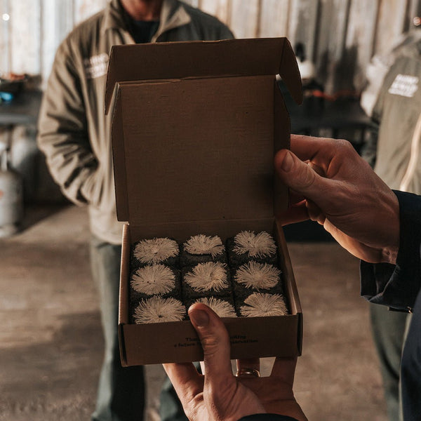 Box of Rhino Lights - Donkey Long Tong